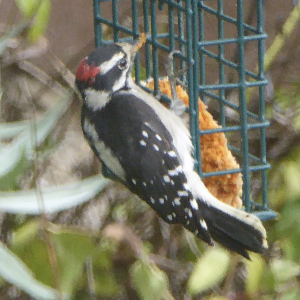 Downy Woodpecker - ML642132475