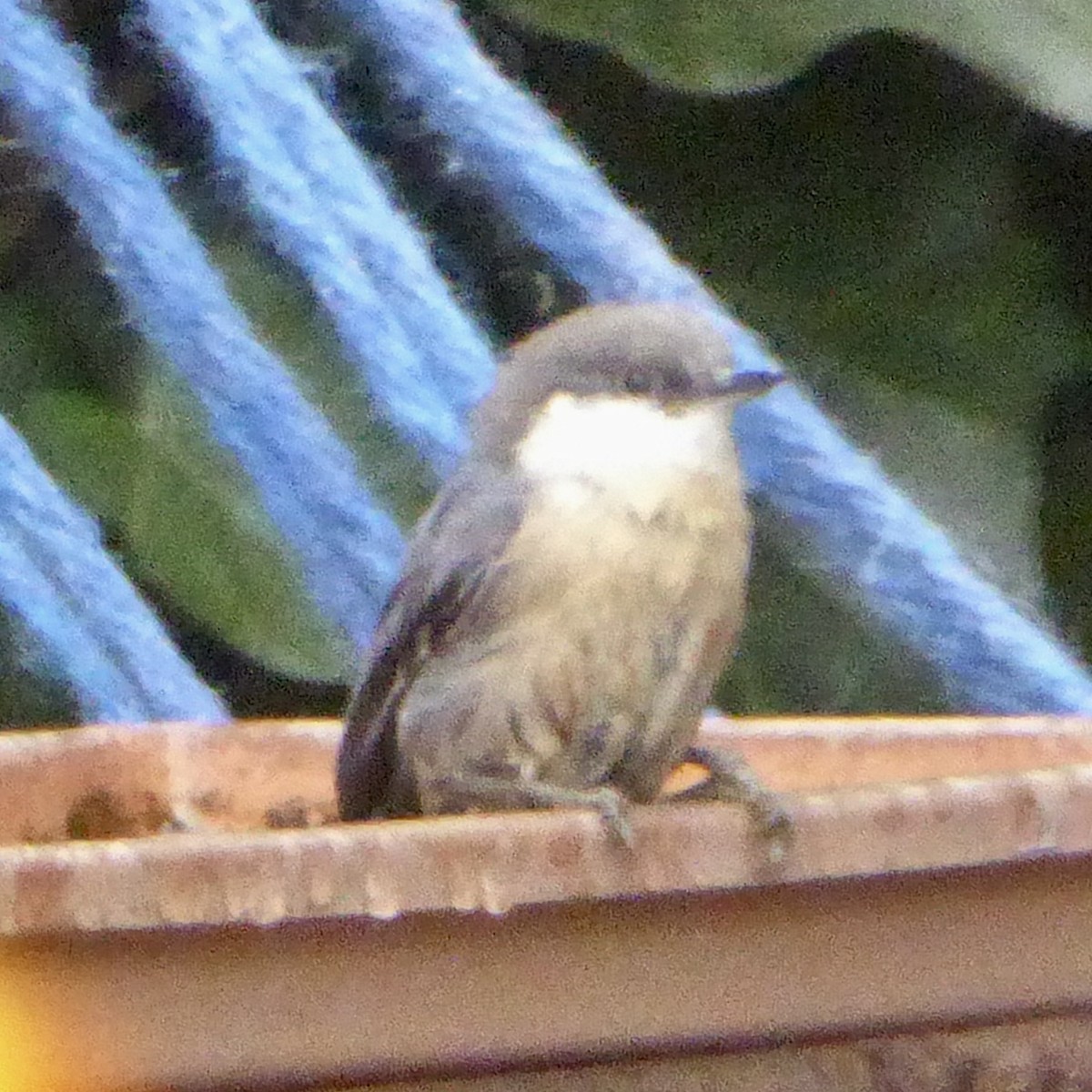 Pygmy Nuthatch - ML642132478