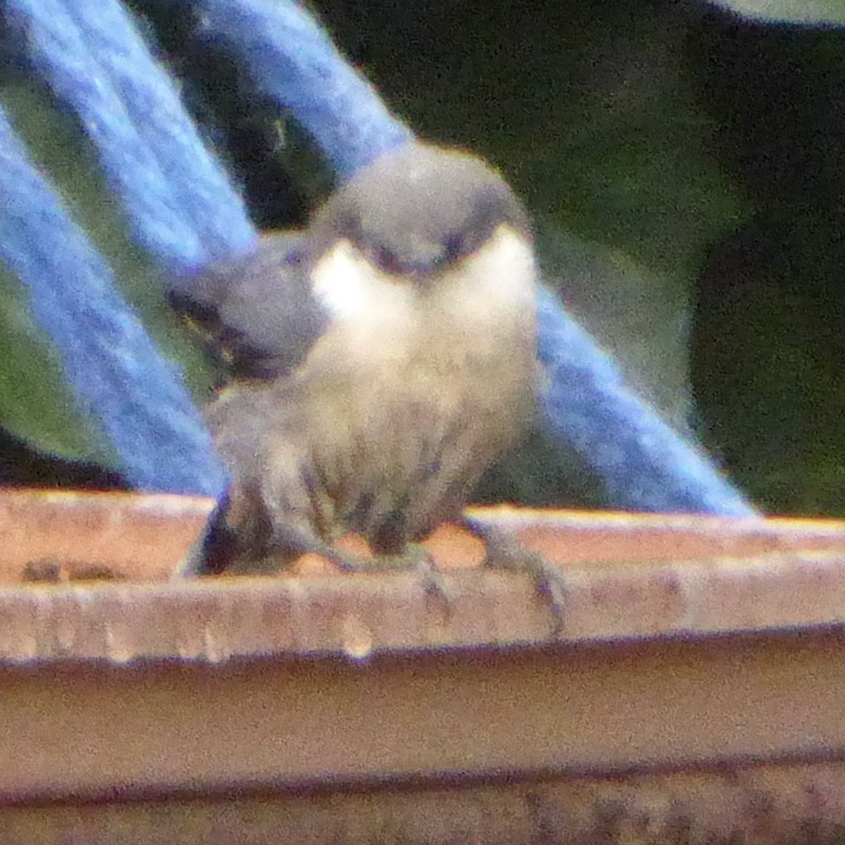 Pygmy Nuthatch - ML642132491