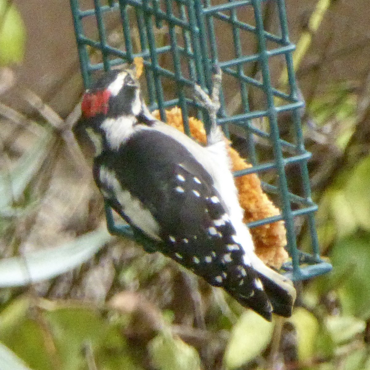 Downy Woodpecker - ML642132499