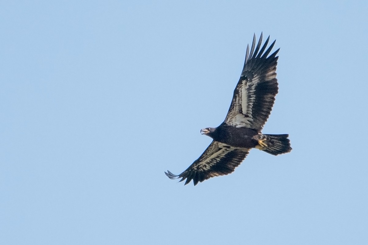 Weißkopf-Seeadler - ML64213251