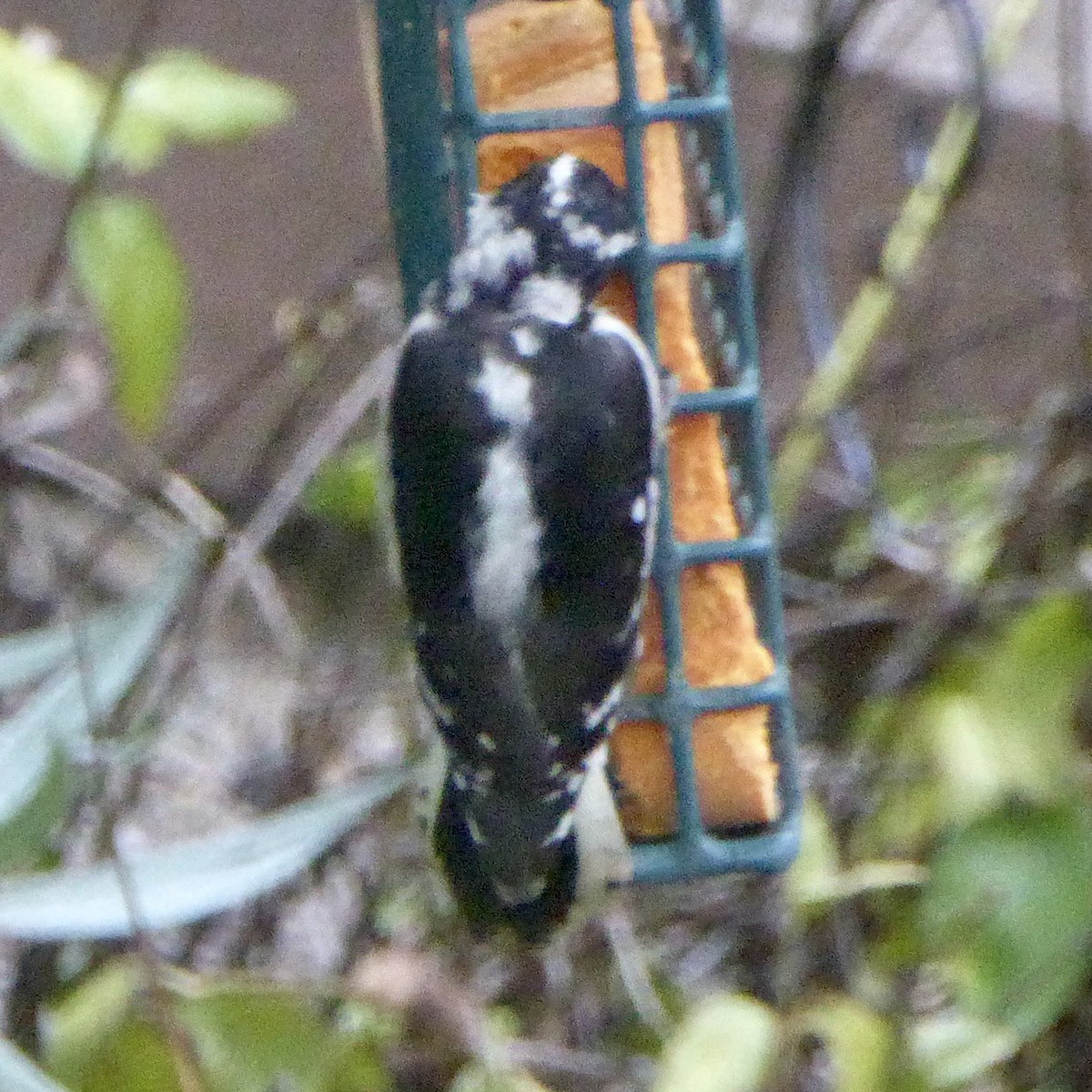 Downy Woodpecker - ML642132515