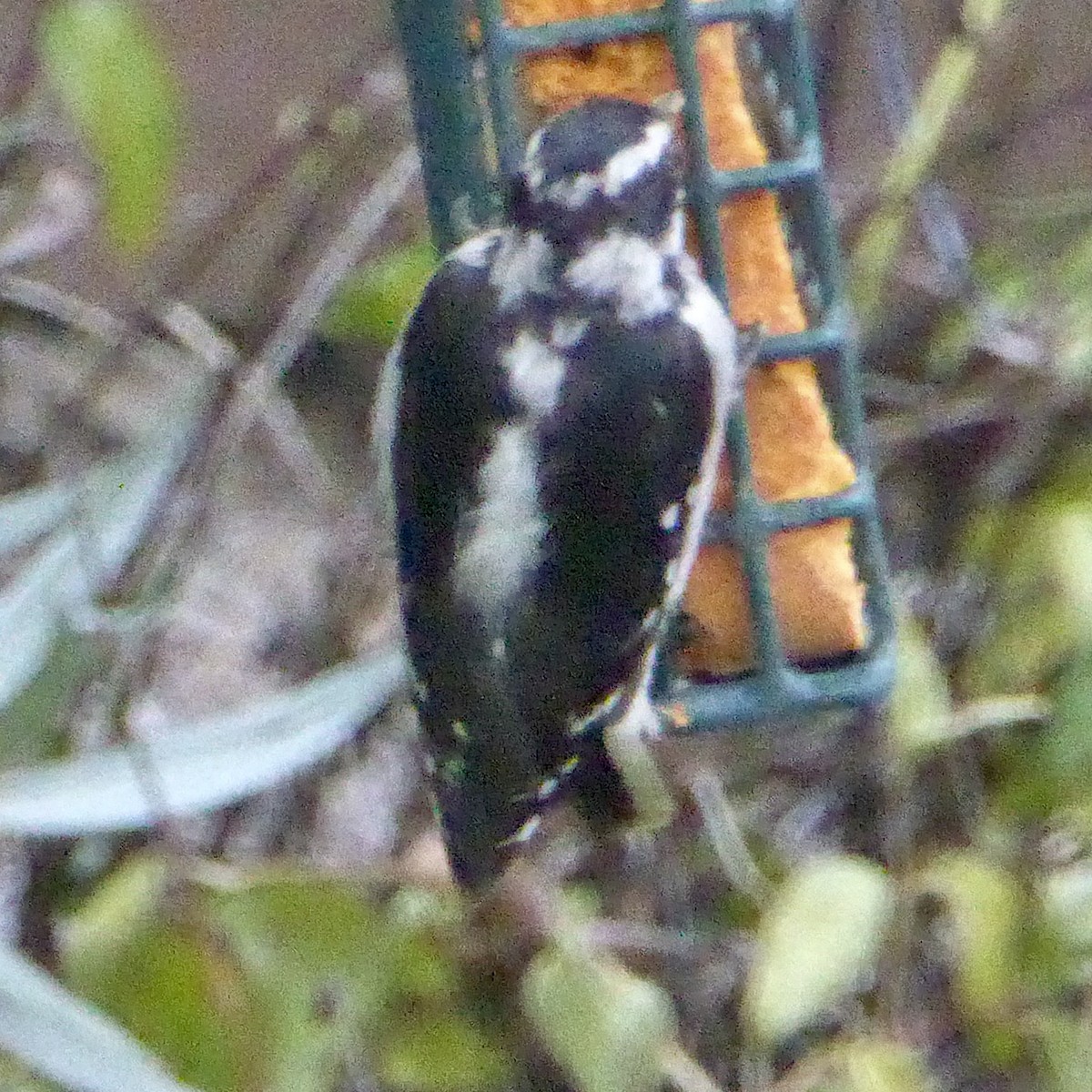 Downy Woodpecker - ML642132516