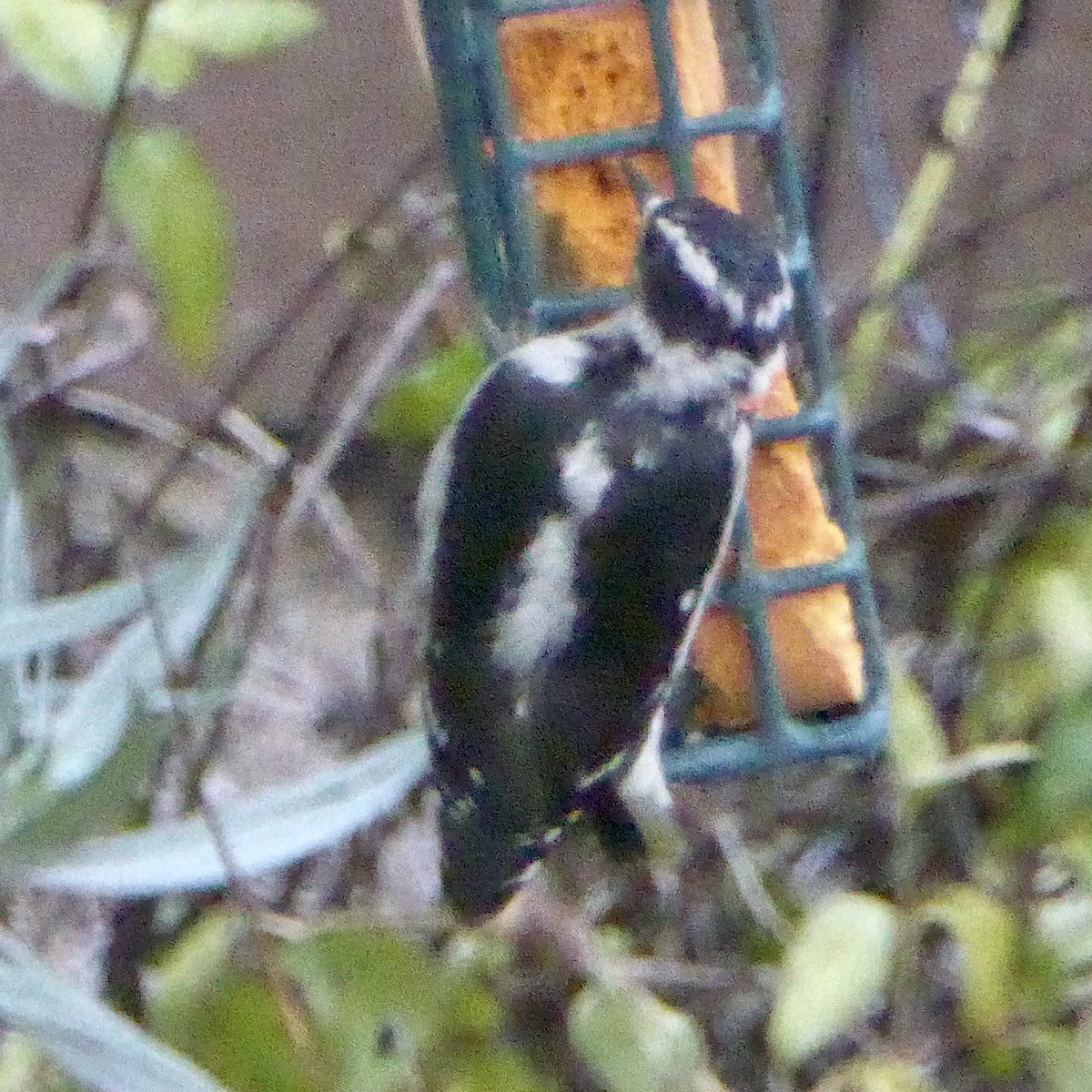 Downy Woodpecker - ML642132517