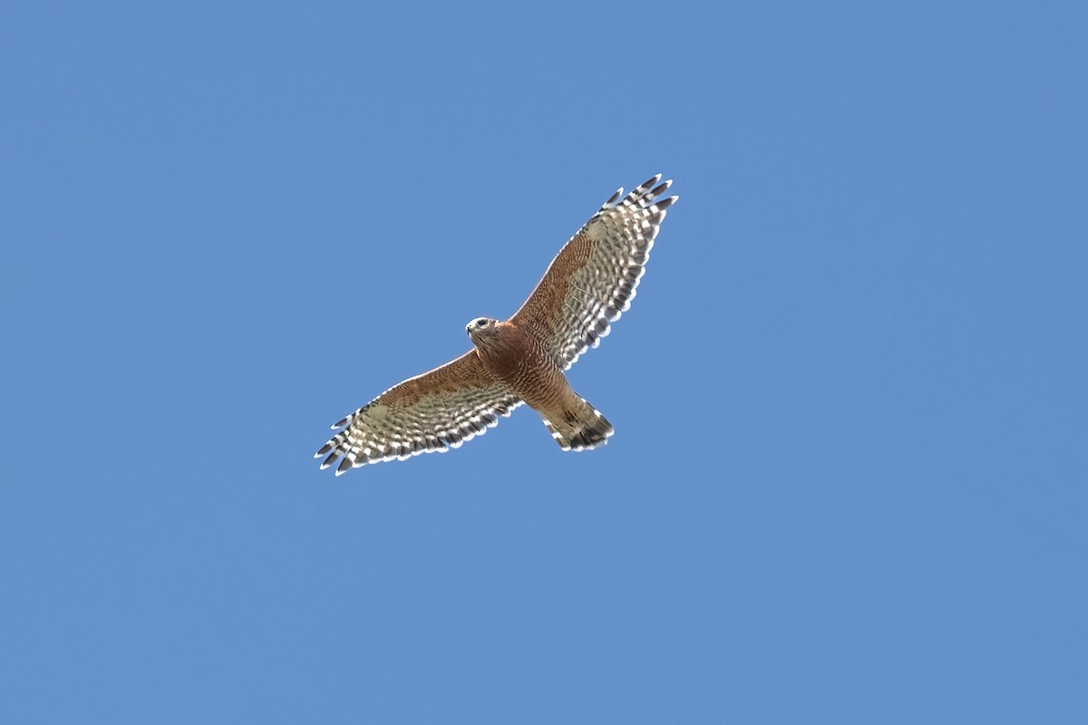 Red-shouldered Hawk - ML642132519