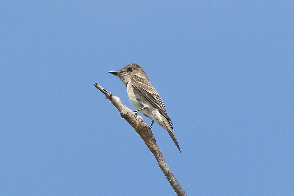 Western Wood-Pewee - ML642132530