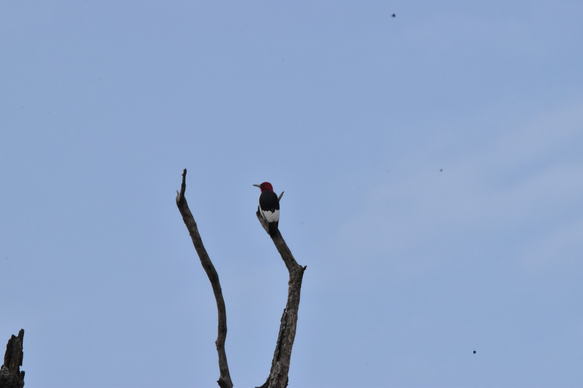Red-headed Woodpecker - ML642132532