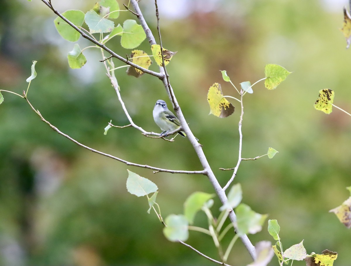 Blue-headed Vireo - ML642132538