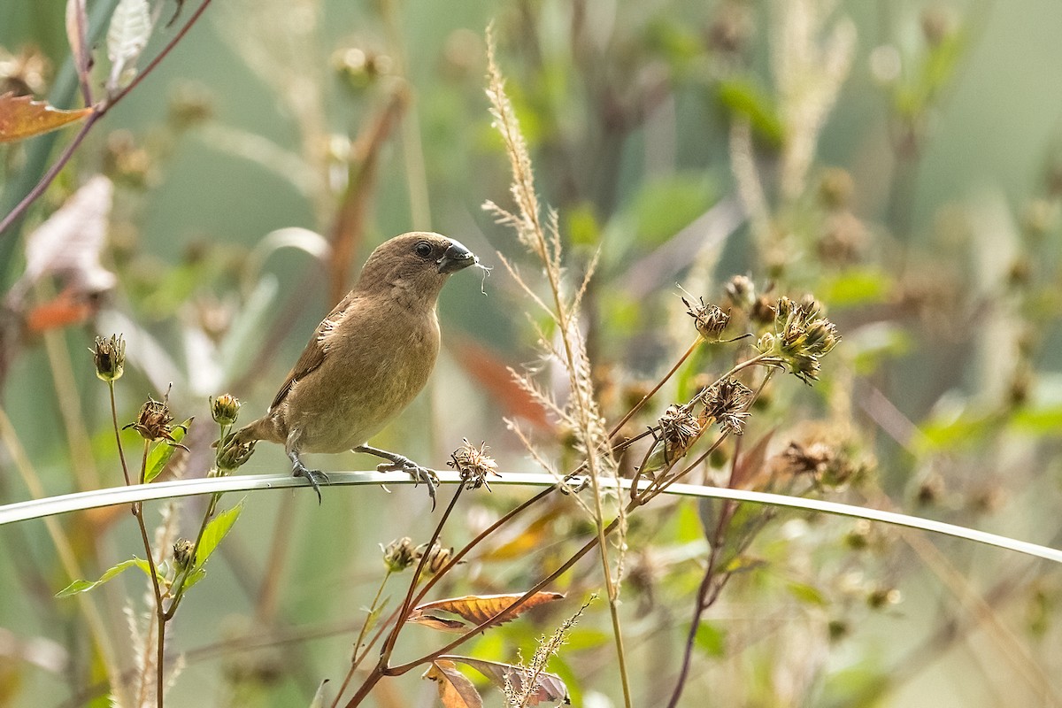 Scaly-breasted Munia - ML642132552