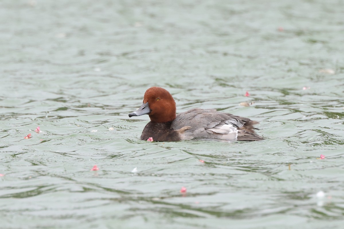 Redhead - ML642132554