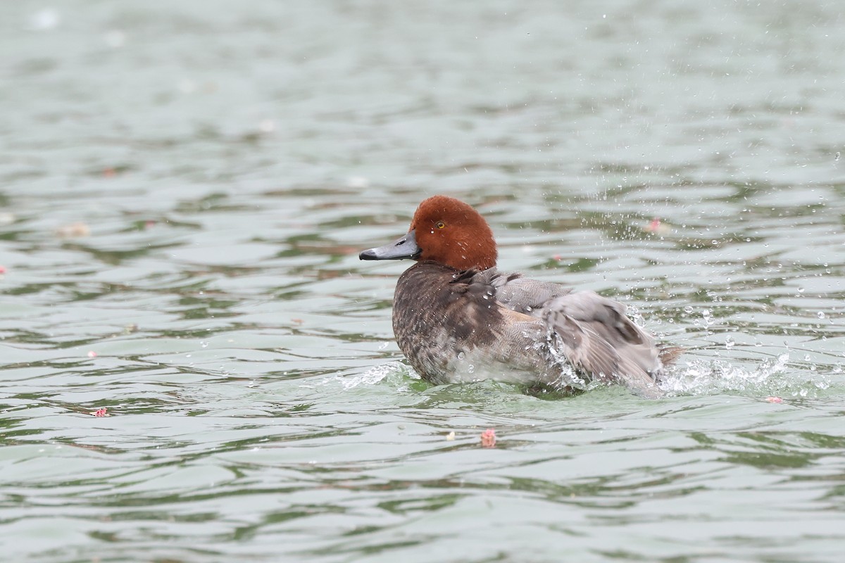 Redhead - ML642132555