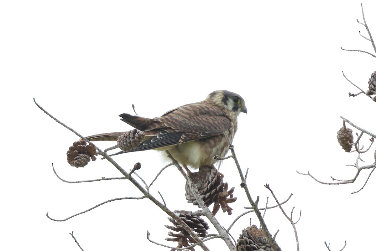 American Kestrel - ML642132561