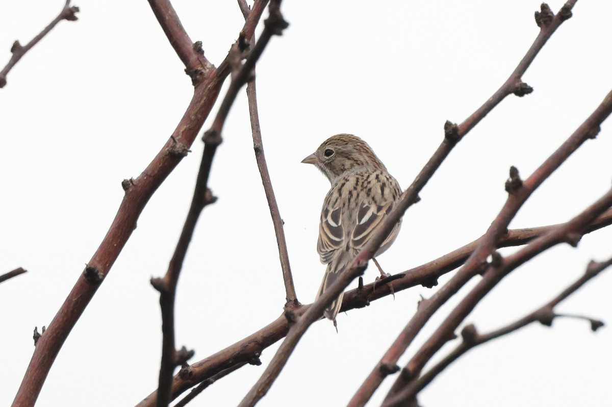 Brewer's Sparrow - ML642132563
