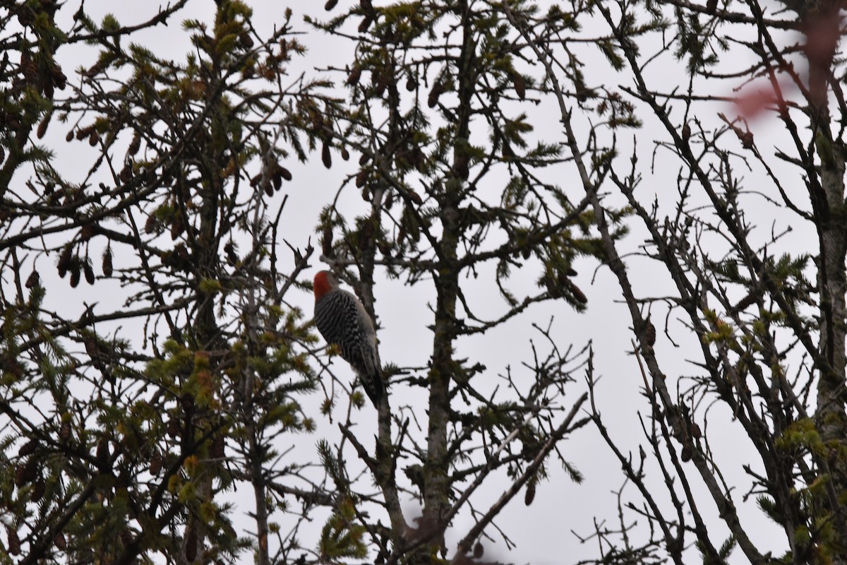 Red-bellied Woodpecker - ML642132575