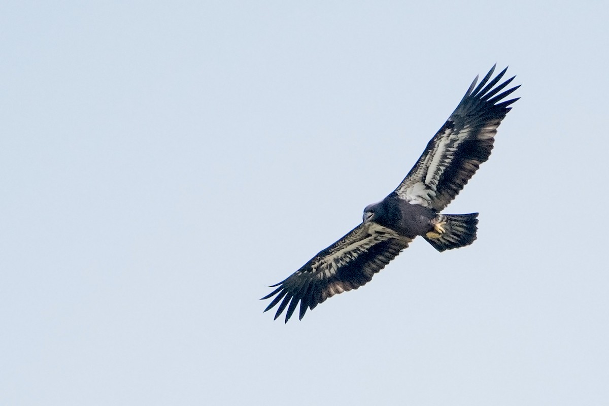 Weißkopf-Seeadler - ML64213261