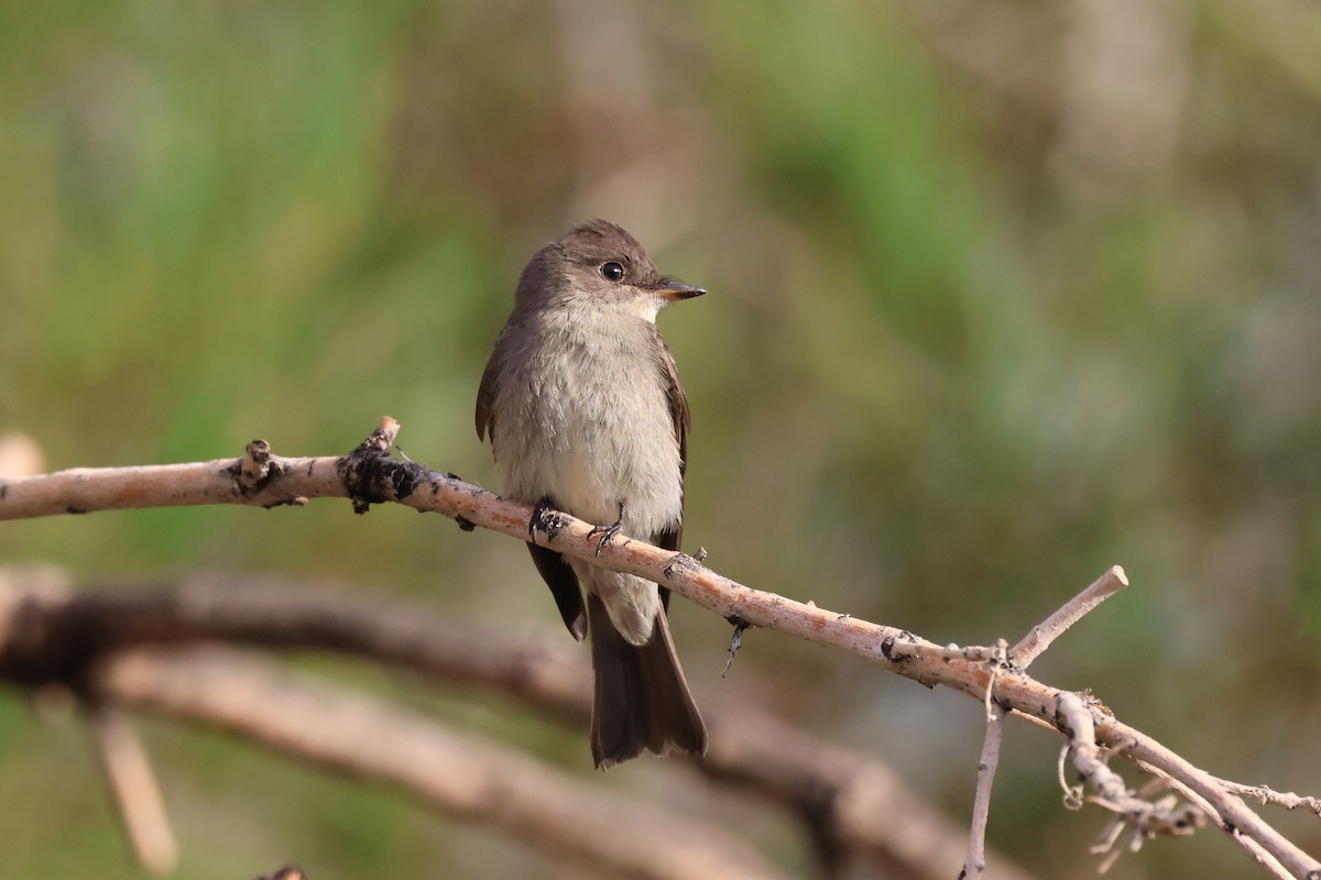 Western Wood-Pewee - ML642132645