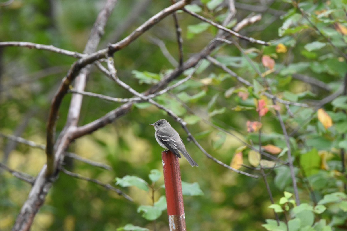 Eastern Phoebe - ML642132646