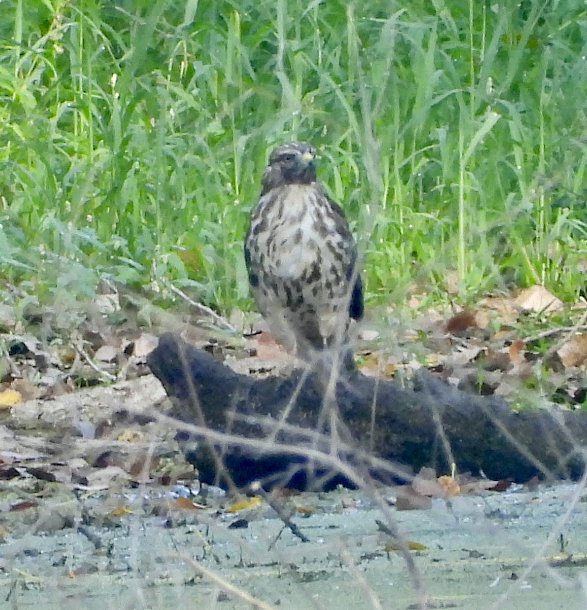 Broad-winged Hawk - ML642132661