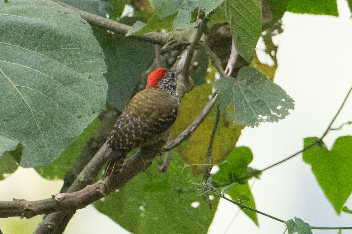 Cardinal Woodpecker - ML642132682