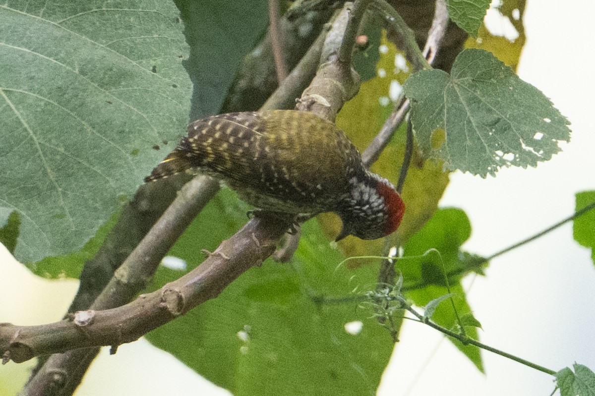 Cardinal Woodpecker - ML642132685