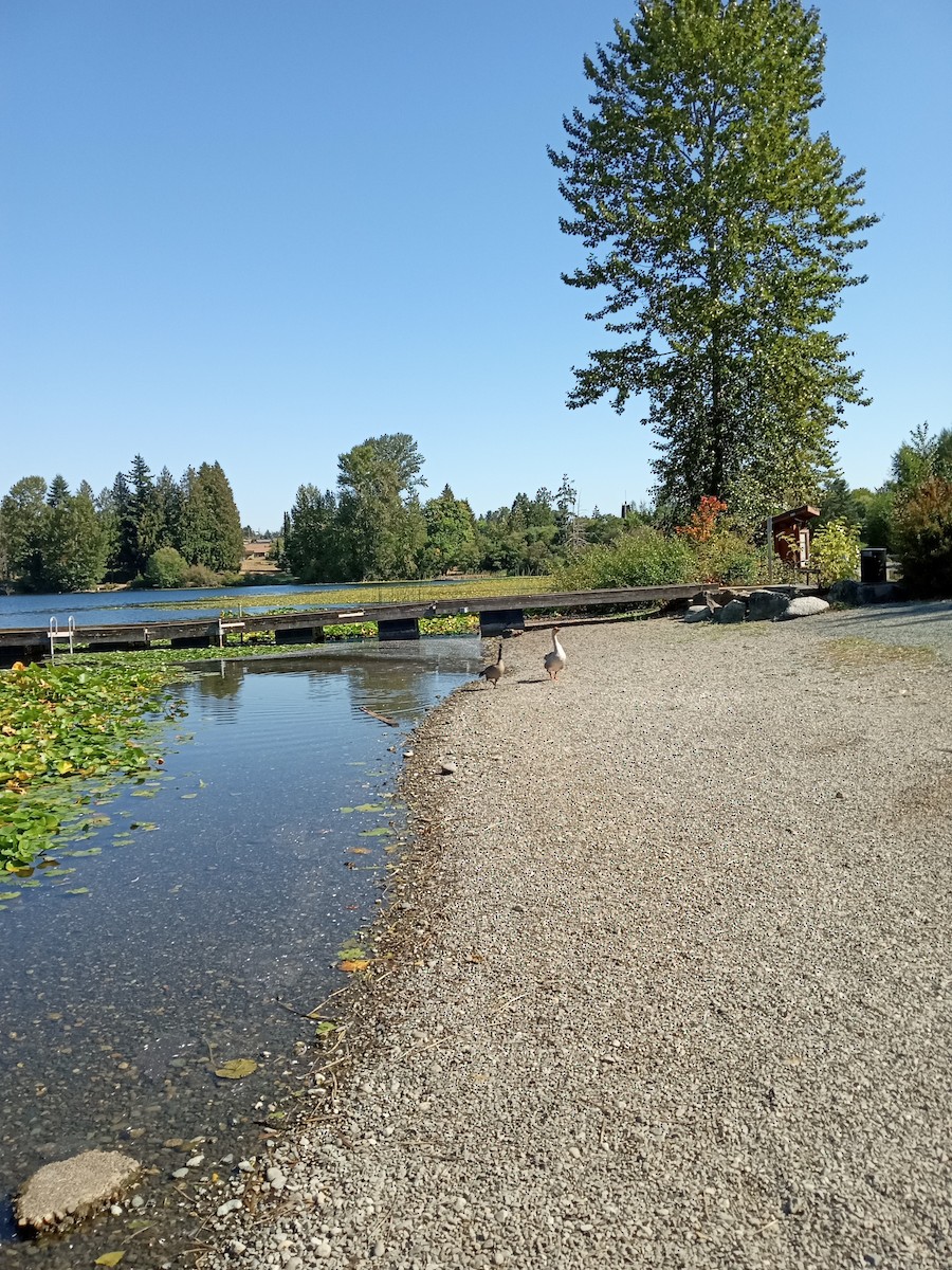 Graylag Goose - ML642132687