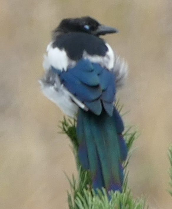 Black-billed Magpie - ML642132699