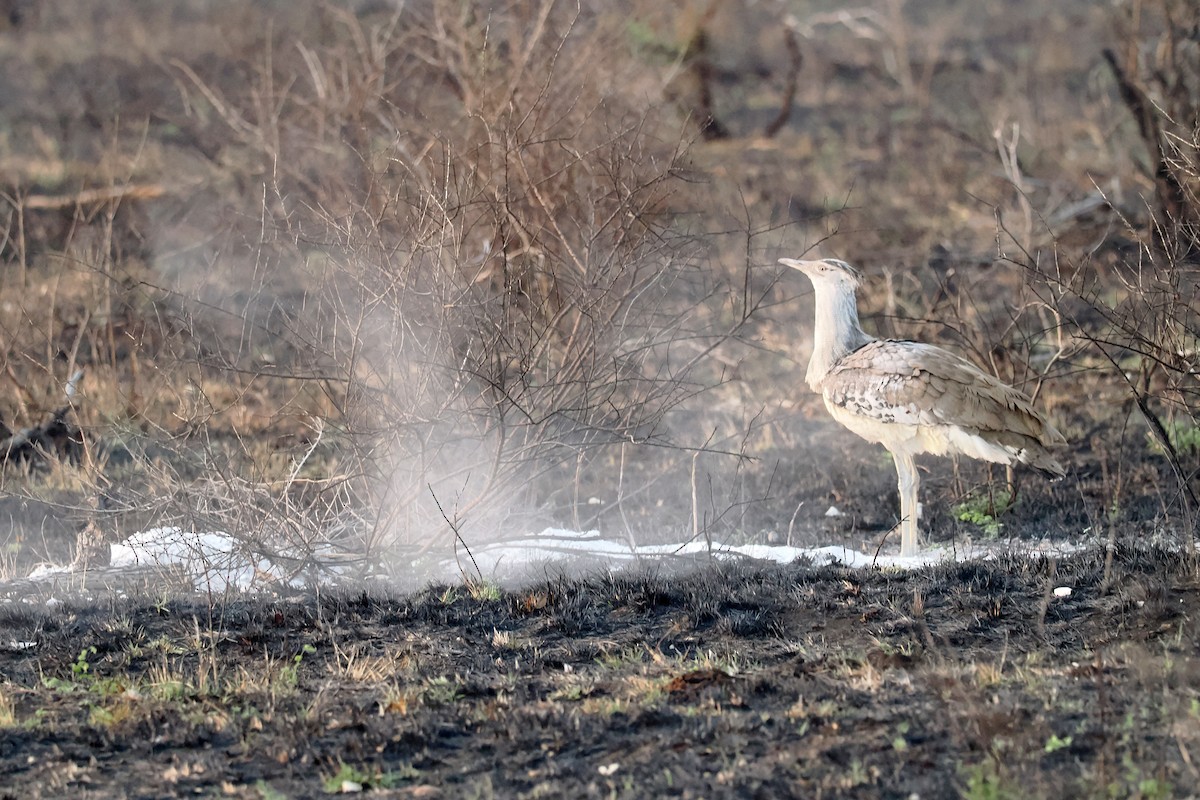 Kori Bustard - ML642132700