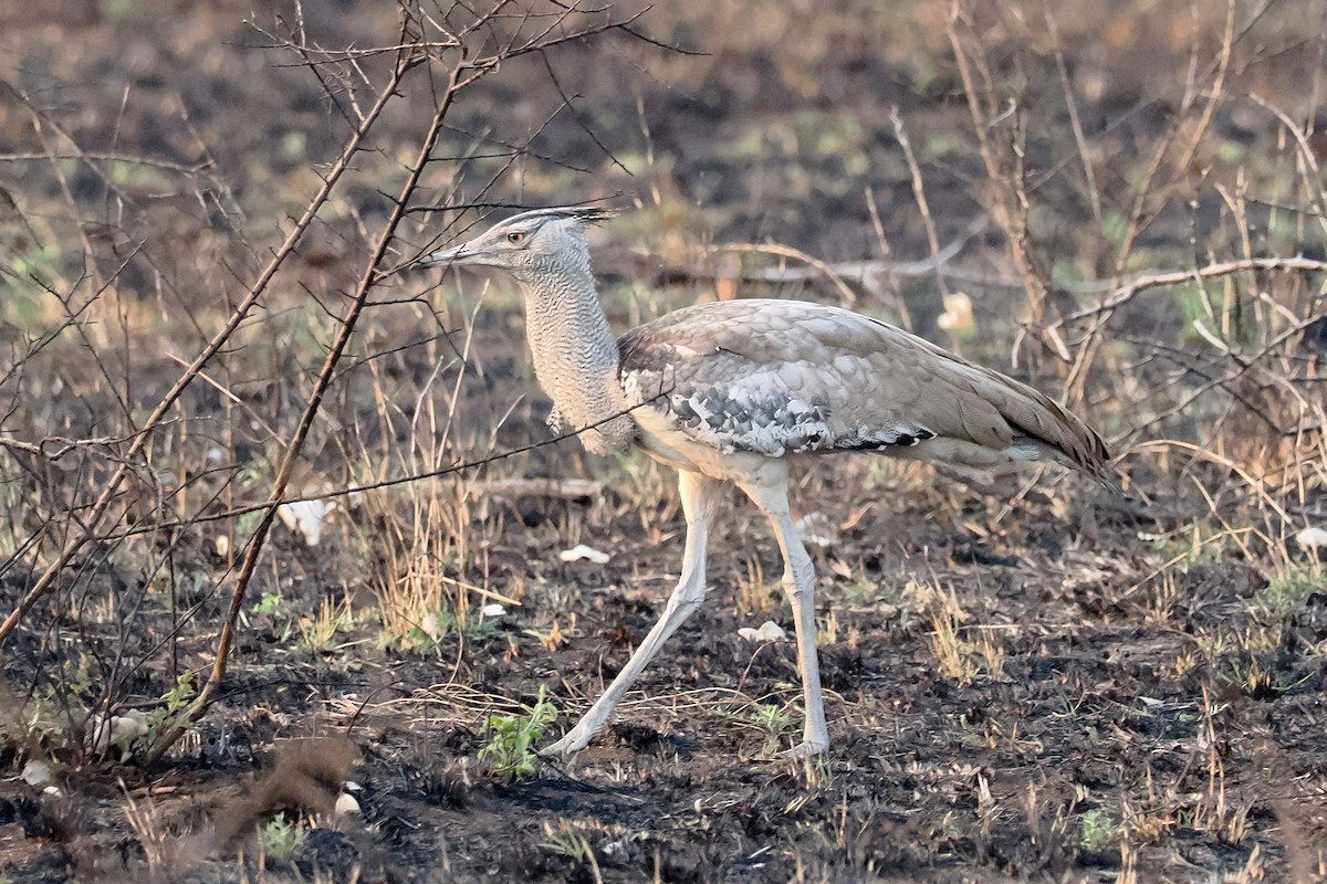 Kori Bustard - ML642132701