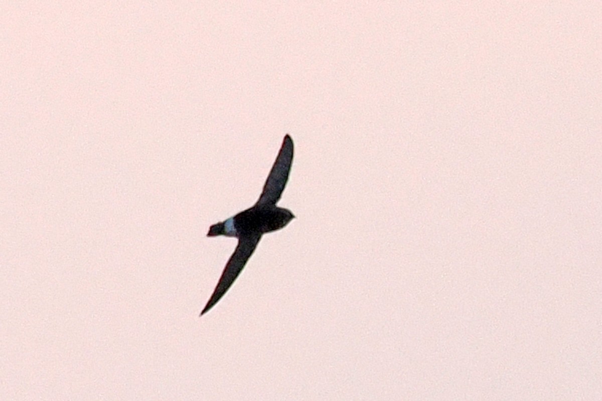 Little Swift - ML642132709