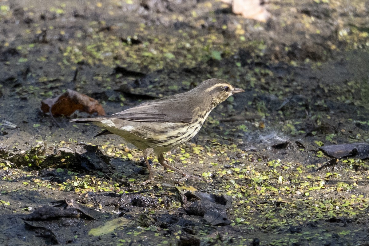 vannparula - ML642132718