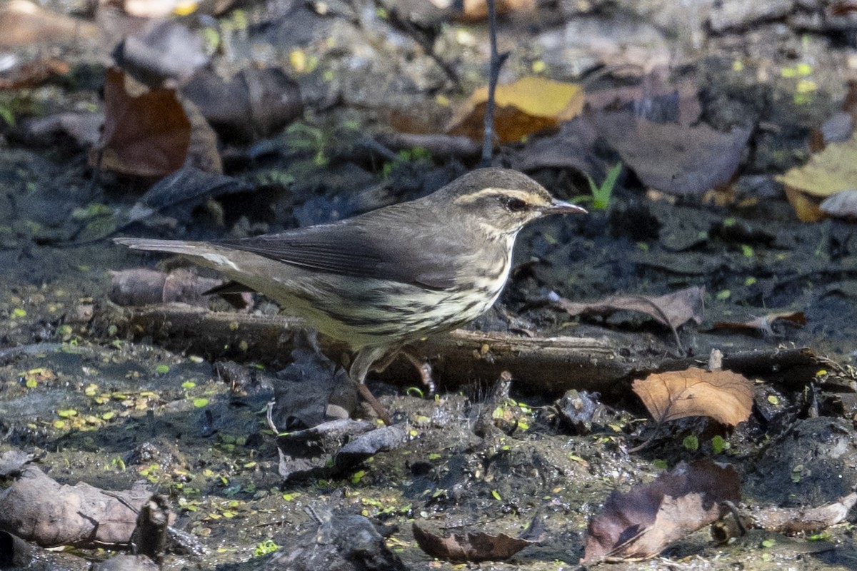 vannparula - ML642132719