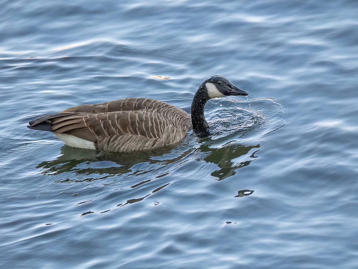 Branta kanadar handia - ML642132722