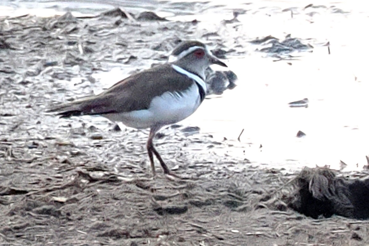 Three-banded Plover - ML642132723