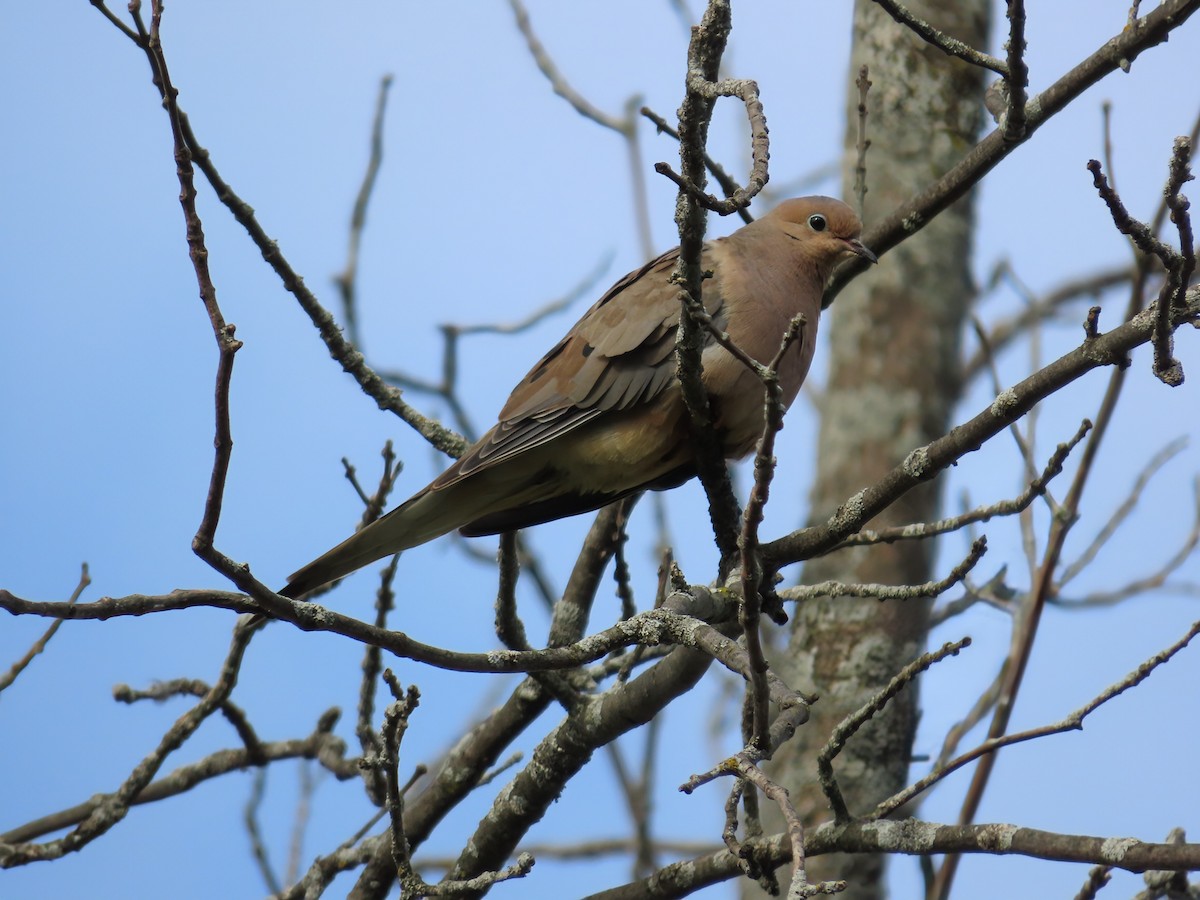 Mourning Dove - ML642132726
