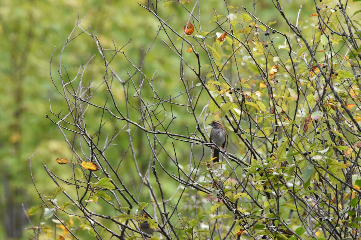 White-throated Sparrow - ML642132733