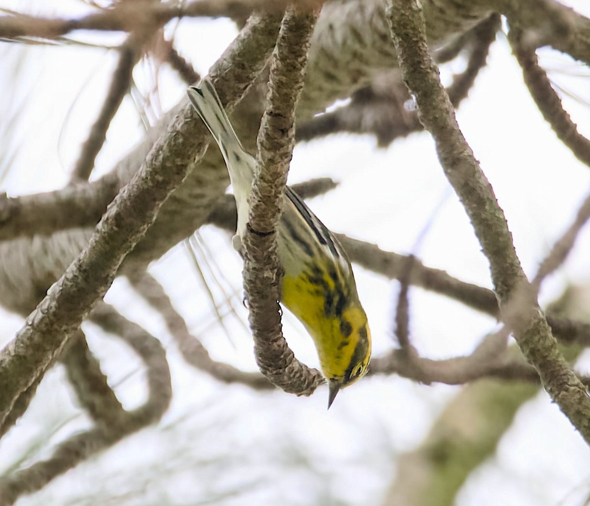 Townsend's Warbler - ML642132736