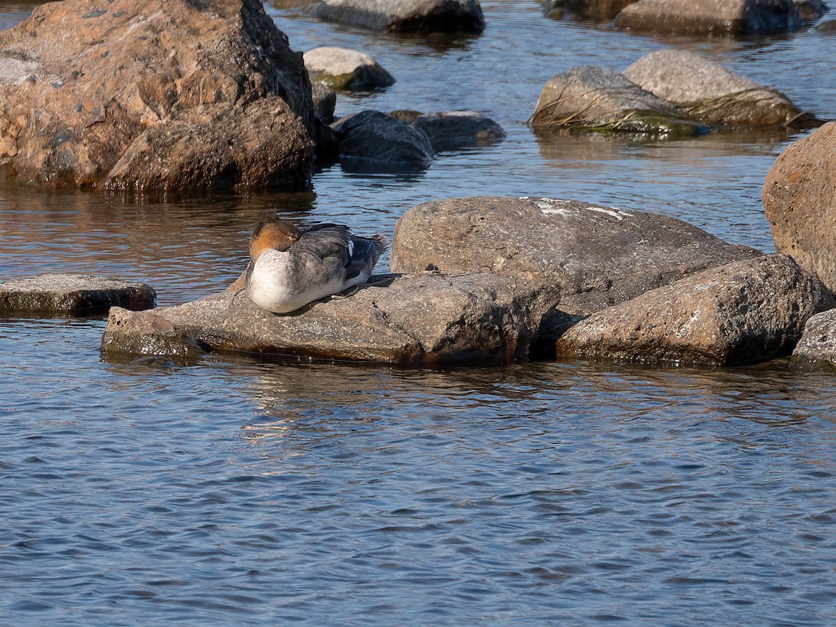Red-breasted Merganser - ML642132738