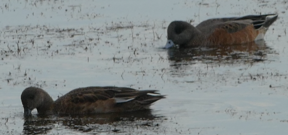 American Wigeon - ML642132739