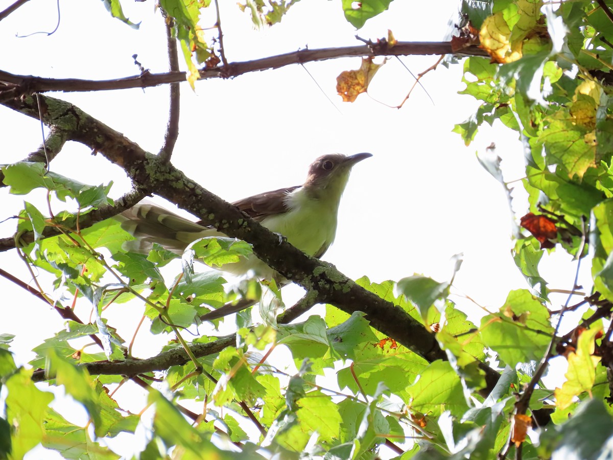 Black-billed Cuckoo - ML642132743