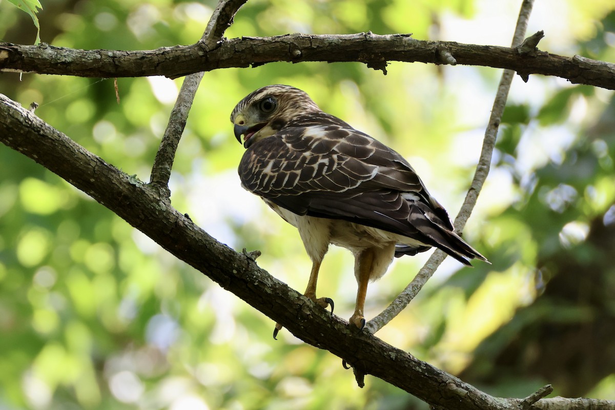 Broad-winged Hawk - ML642132745