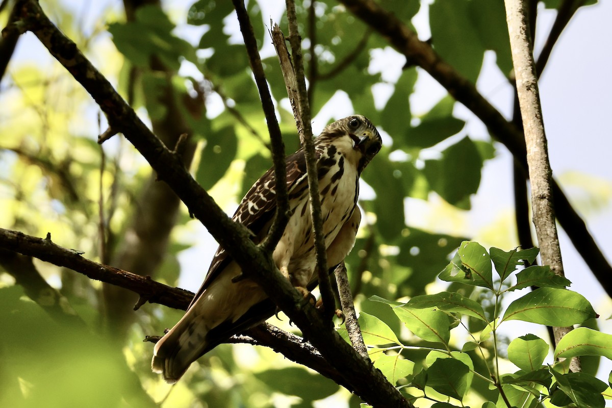 Broad-winged Hawk - ML642132751