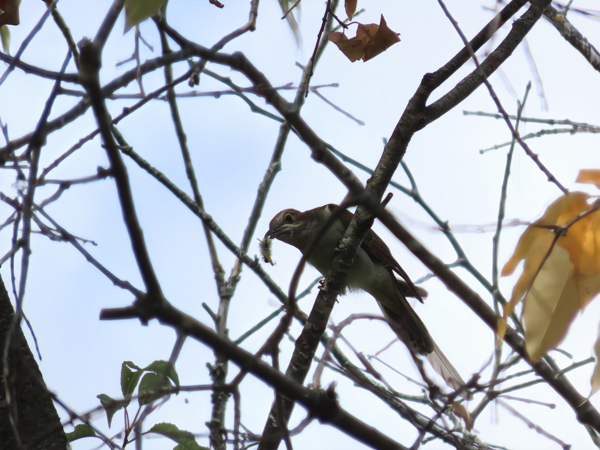 Black-billed Cuckoo - ML642132755