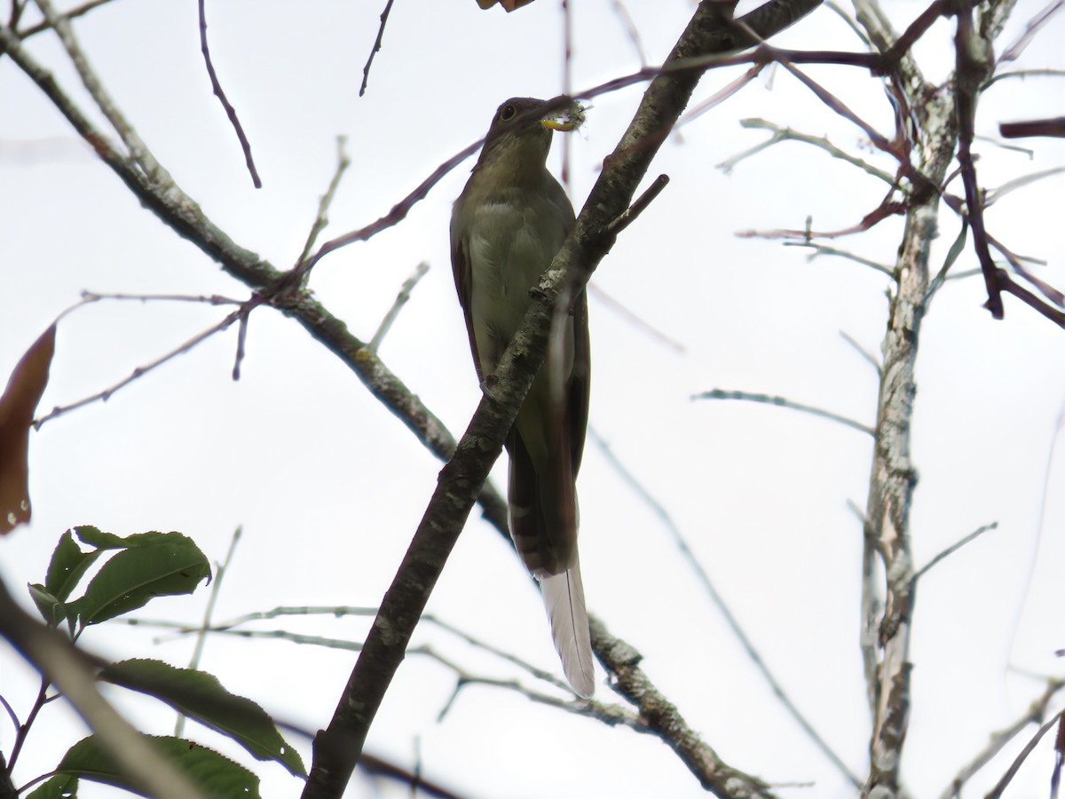 Black-billed Cuckoo - ML642132756
