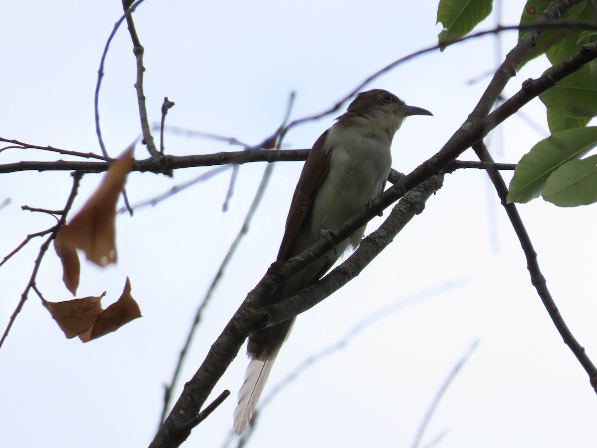 Black-billed Cuckoo - ML642132757