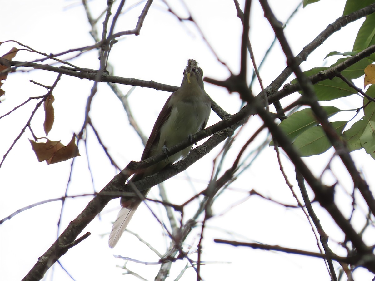 Black-billed Cuckoo - ML642132760