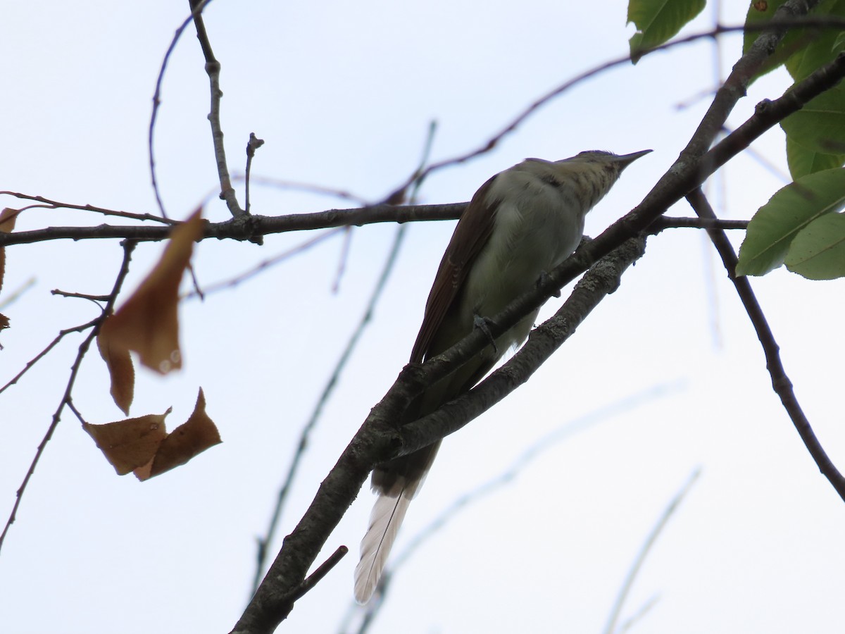 Black-billed Cuckoo - ML642132761