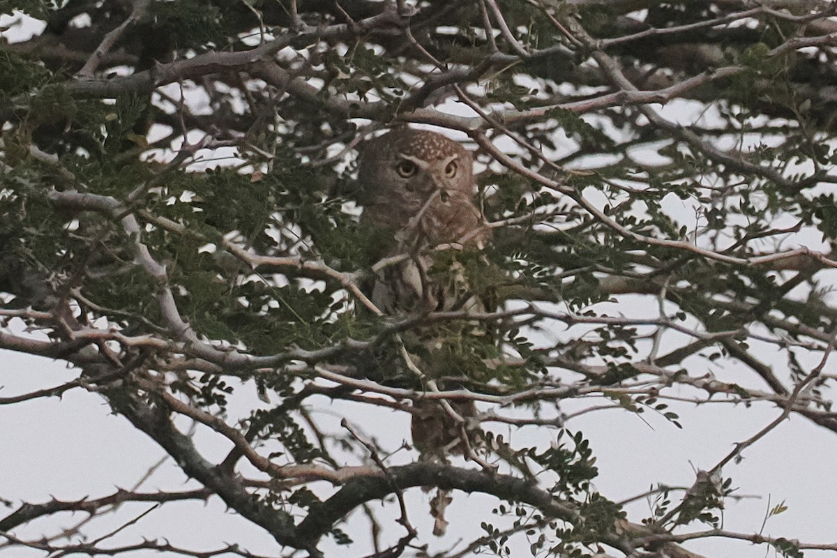 Pearl-spotted Owlet - ML642132764