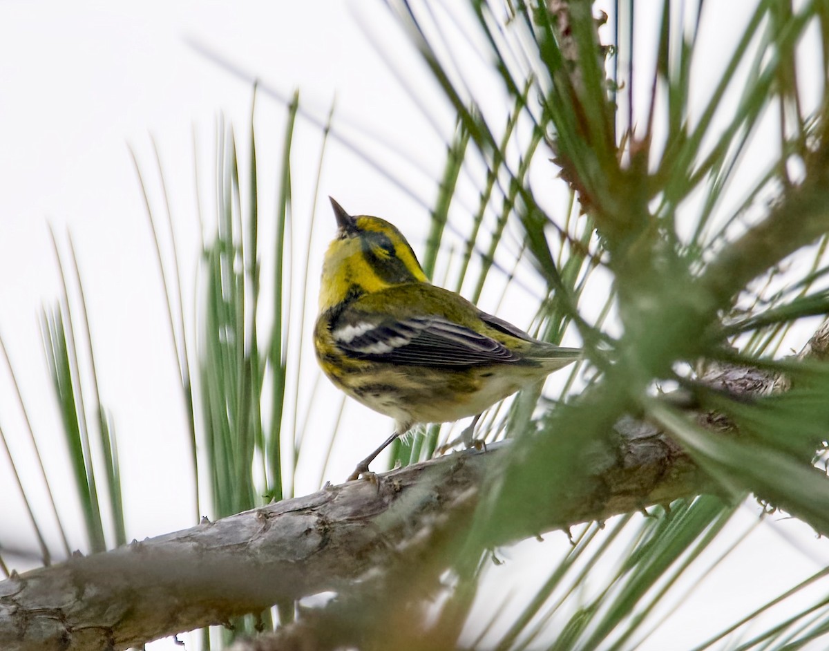 Townsend's Warbler - ML642132766