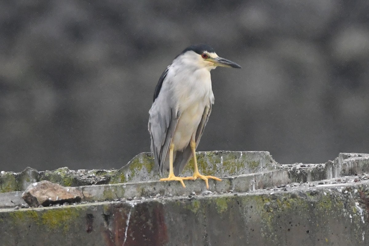 Black-crowned Night Heron - ML642132771