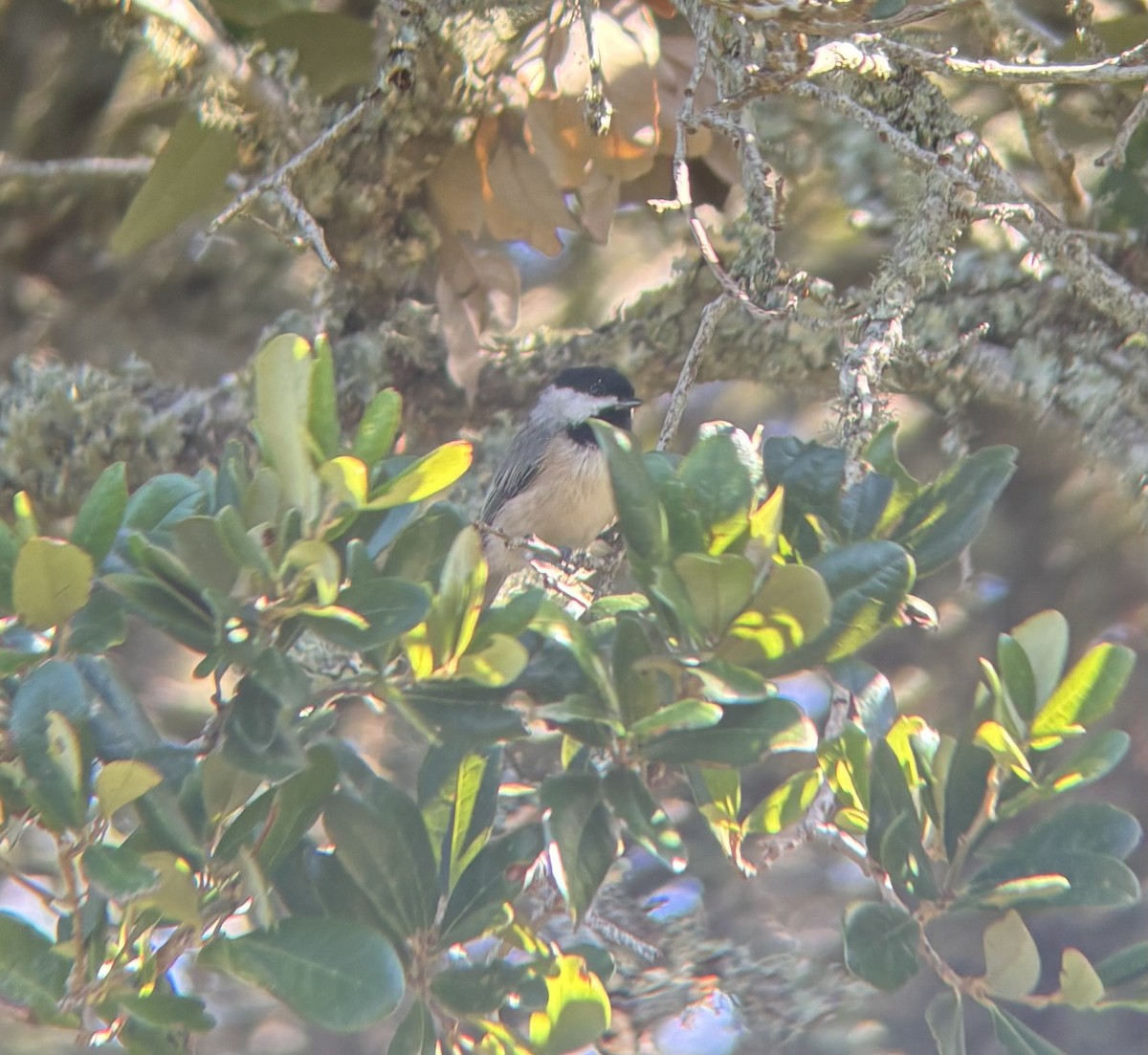 Carolina Chickadee - ML642132773